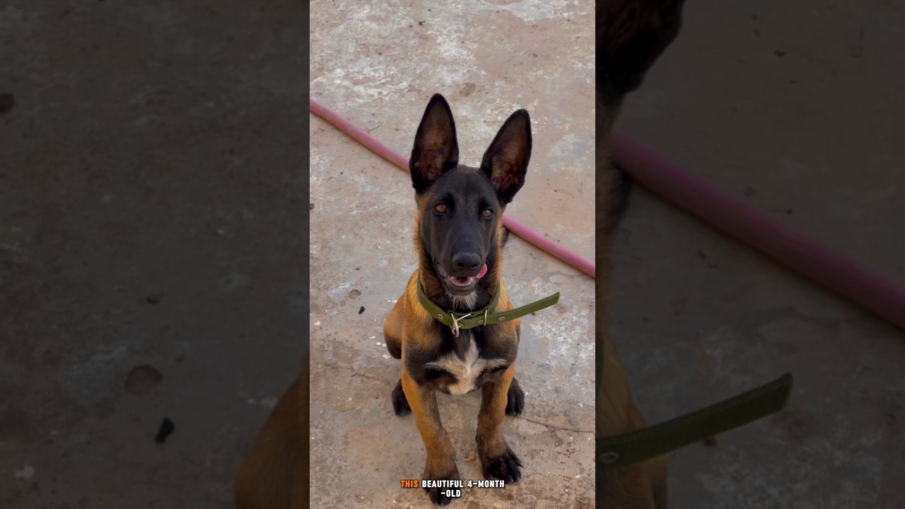 ❤️ Stunning 4-Month-Old Malinois Puppy 