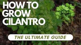 How to Grow Cilantro - The Ultimate Guide