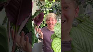 Wann Ist Blumenerde Zu N?