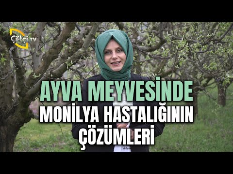 Video: Ayva Meyvesi Ne Zaman Hasat Edilir: Ayva Meyvesi Toplama İpuçları