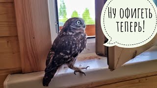 Owl Luchik and a whole Day of stress. Everyone breaks into the aviary, scaring the little owl