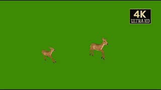Deer walking green screen video free download