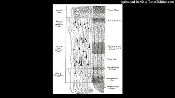 The macro-structural variability of the human neocortex via NeuroImage Publication date: 15 May 2018
