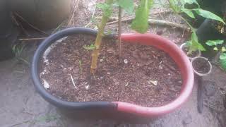 paprika ungu tanaman adaptif dataran rendah