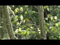 Black Throated Green Warbler