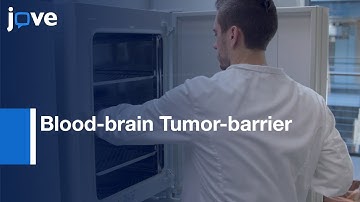 In Vivo Payloads Delivery using a Blood-brain Tumor-barrier | Protocol Preview