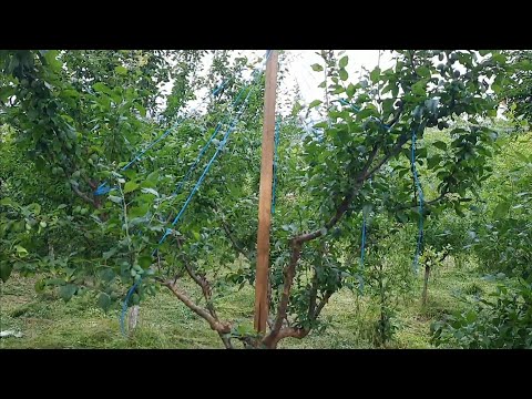 Video: Cum Se Fac Pom Pom De Fructe