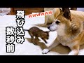 急な子猫の突進やしっぽクンクンにびっくりしまくりな不器用柴犬パパ！笑