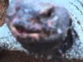 صوت الضب Lizard In Saudi Arabia صوت الضب Lizard In Saudi Arabia
