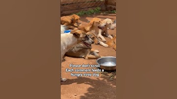 Click our paypal link in the bio For Food Donations of Our Shelter #helpfeed #dogs #dogsofyoutube