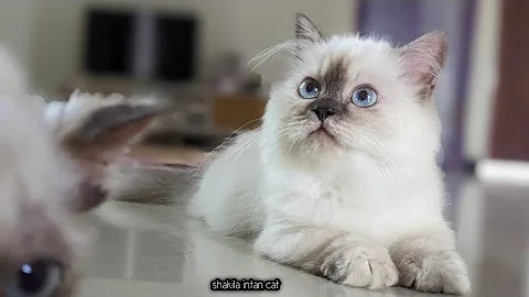 Watch the video about CUTE 3 MONTH OLD MUNCHKIN KITTEN
