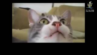 Тихо Кошки говорят ! Тихо Кошки говорят !