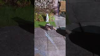 Biscuit the Badger and friends by ian stephens 115 views 3 months ago 2 minutes, 3 seconds