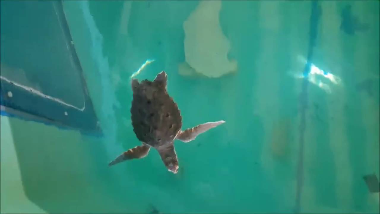 baby turtles for sale uk Buddha Gets His Own Tank | Sea Turtle