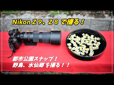 日の出と瑞鳥・瑞雲 2025年最新】日の出 瑞鳥 瑞雲の人気アイテム - メルカリ