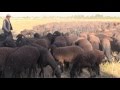 Гисарские овцы Ходжи Иброхима Бобокалонова