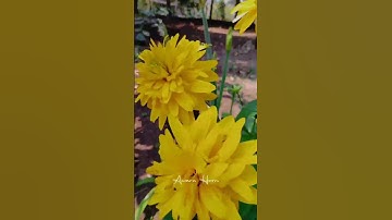 MINI VLOG #019 DAY #019 #minivlog #vlog  #shots