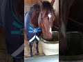 ドウデュース近況