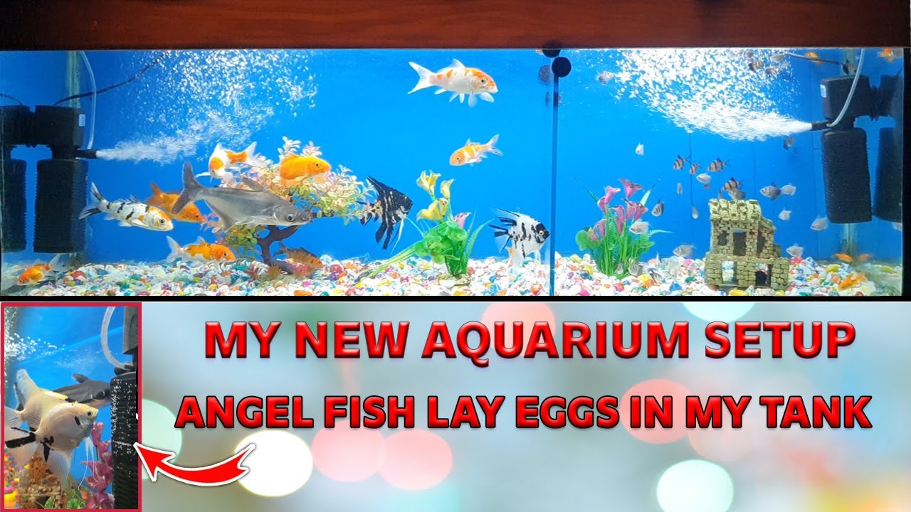My New Aquarium Setup Angel Fish Lay Eggs In My Tank எனது புதிய
