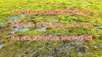 Cách diệt sâu ăn rong, thủy sinh, bèo, không ảnh hưởng đến ốc nhồi, an toàn cho người và vật nuôi