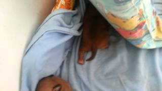 Penny & Cobys Staffy Puppies Litter Number 3