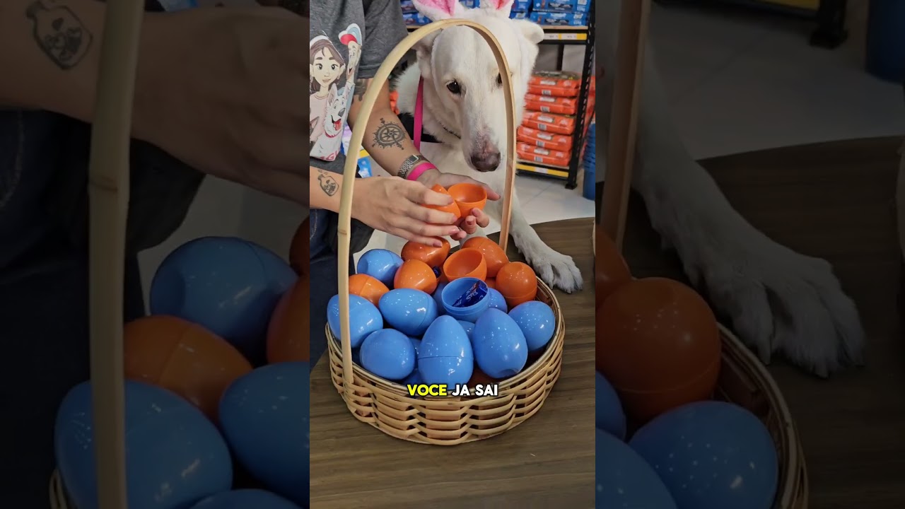 A Boris Pet fica na Rua Eduardina Miranda Telles, 199 - Parque Sao Jorge, Magé - RJ 