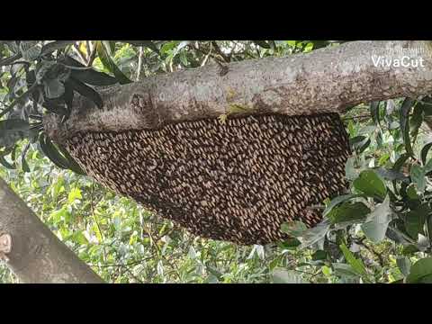 ভিডিও: মৌমাছি-ক্ষতিগ্রস্থ' কীটনাশক এছাড়াও পাখির জনসংখ্যা হিট করে