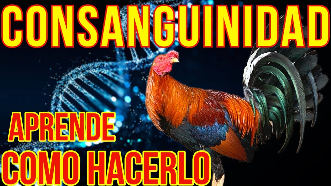 CONSANGUINIDAD... COMO HACERLA ADECUADAMENTE