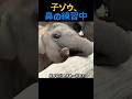 子ゾウ、鼻の練習中