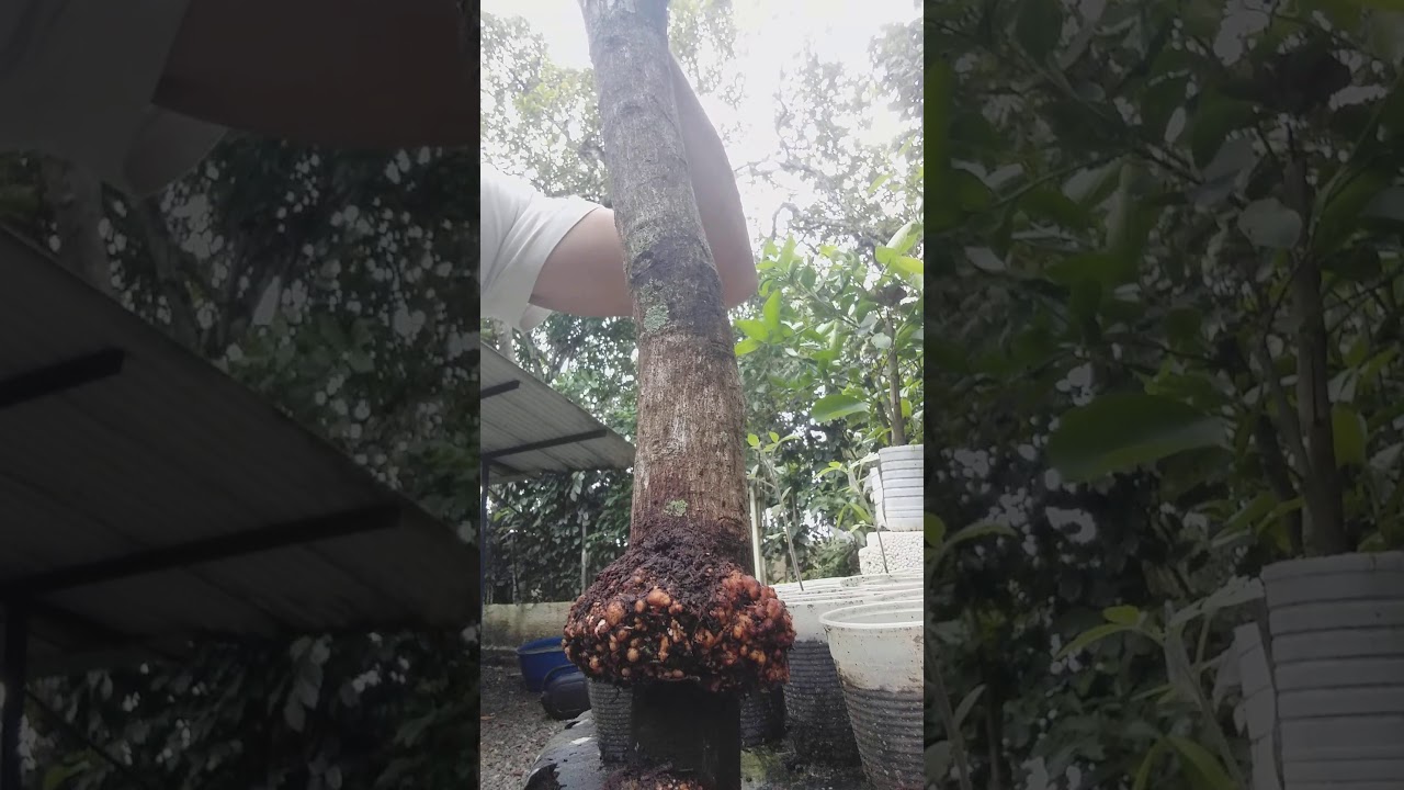 Mostrando a alporquia do abacateiro!