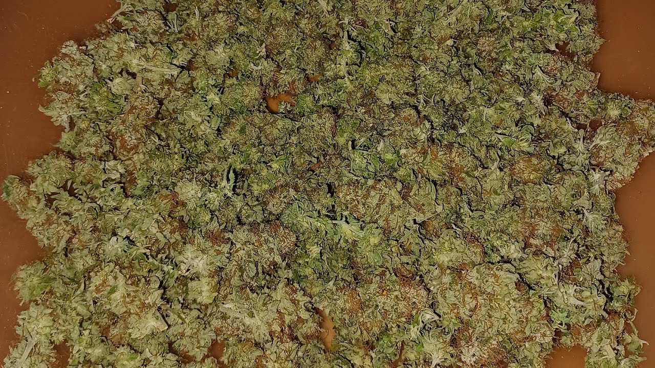 Master Kush (clone) harvest Weed Seed Express medical cannabis