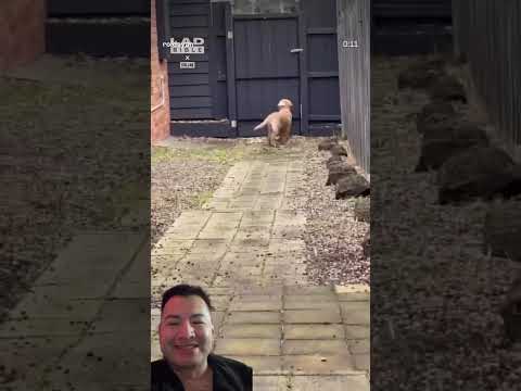 Sorprendiendo a su perrito 🐶 #perro #humor #perrito