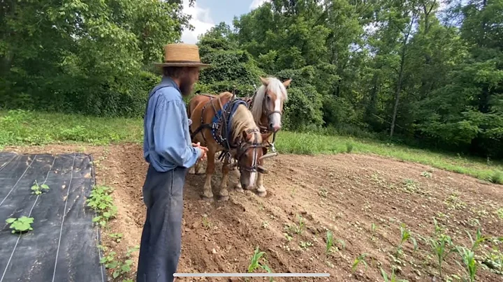 Horse Drawn Cultivation | Titus Morris | #farming101 #farmlife #cultivation #organicfarming #horses 