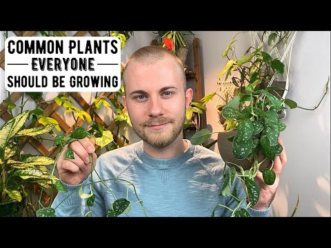 Video: Bra atriumväxter - vanliga växter som kan odlas i atrium