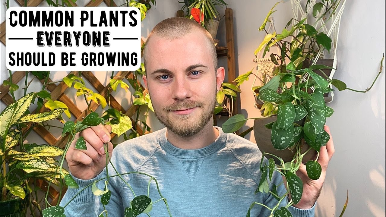 Common Houseplants Everyone Should Be Growing !!