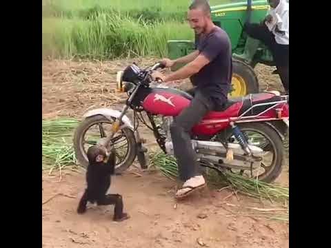 Обезьяна на мотоцикле