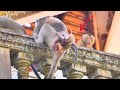 Gentle Moment! Mama Monkey Almost Forgets to Hug Her New Baby 🐒💖🌿