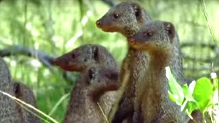 Banded Mongooses Raising Their Young | Bands on the Run | BBC Earth