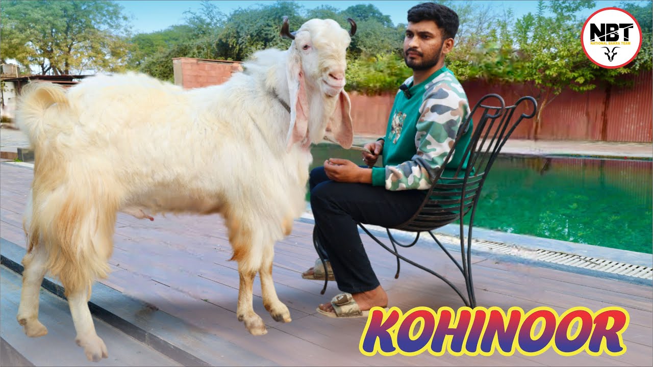 KOHINOOR Beautiful Kota Bakra Full Quality At Atif Goat’s 