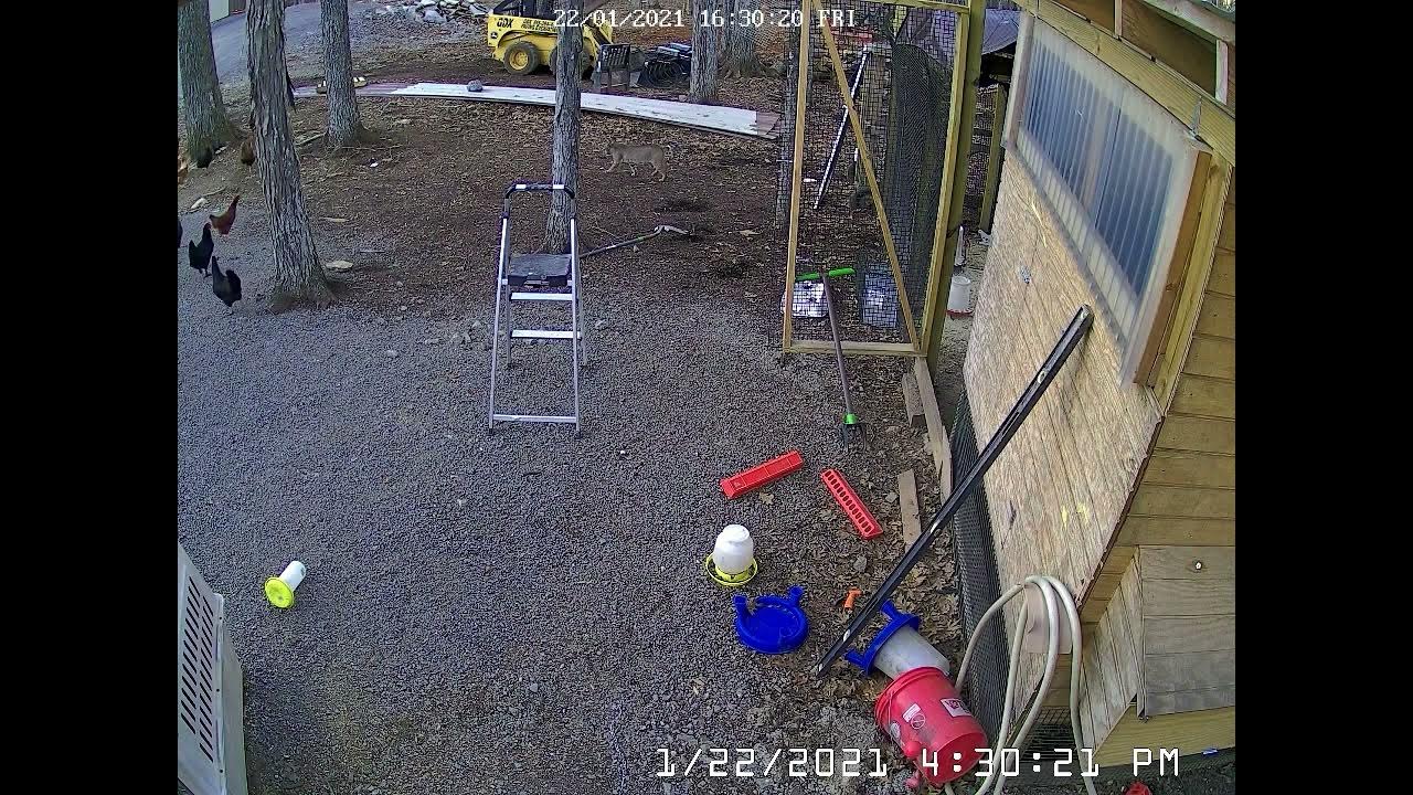 Bobcat catching chicken YouTube
