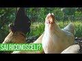 Sai la differenza tra pollo e gallina? Il 90% delle persone sbaglia