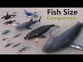 Fish size comparison  smallest fish  world largest fish  water animal  mammal size