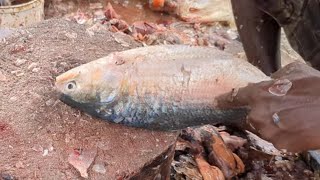 Amazing Hilsa Ilish Fish Cutting Skills Asian Fish Market By Expert Cutting Sharp Knife