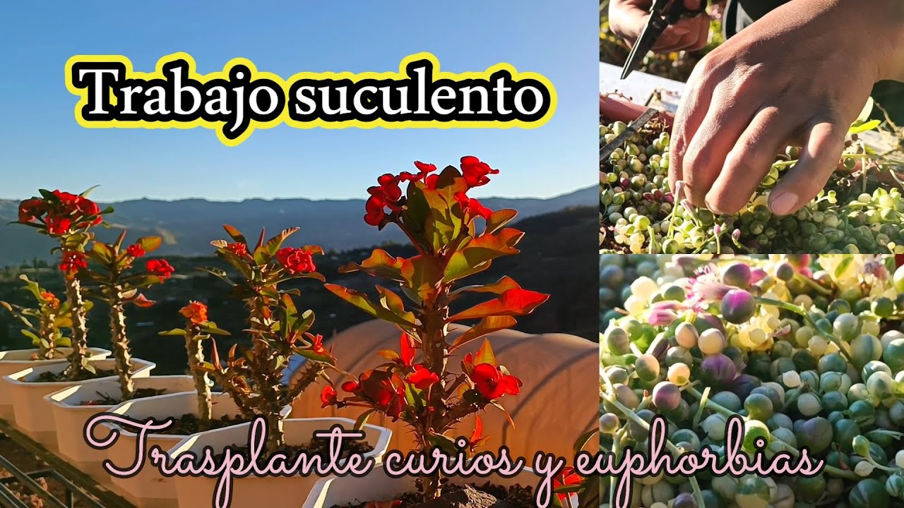 La temporada cambio y nosotros seguimos trabajando #suculentas #curio #trasplante #euphoria