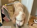 My dog being silly #memes #helpmemakethismakesense #dogedit #dog #bringheeseungback