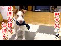 【子猫　保護犬 野犬】野犬の子犬、仲間を想う気持ち