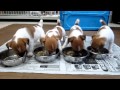 子犬の朝の食事風景