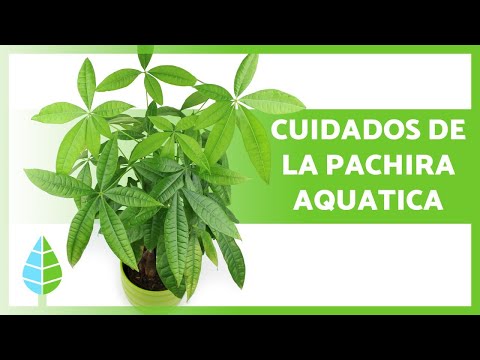 Video: Pakhira acuática: cuidado y reproducción