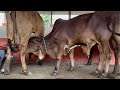 Milking gir cow at jogmaya gaushala