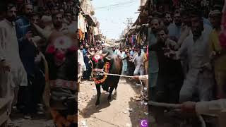 Ai Big Bull cow running fast ⏩♥️ Brahman Bull cow #fyp #foryou #viral #qurbanvlogs #eiduladha